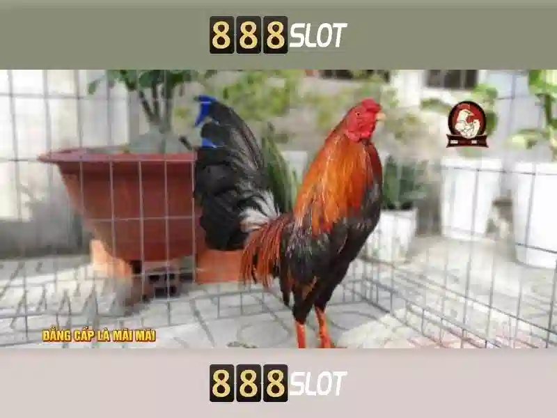 888slots login - tong quan dang nhap