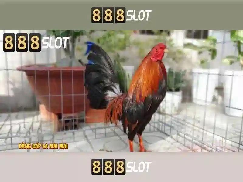 Cai dat va trai nghiem nguoi dung